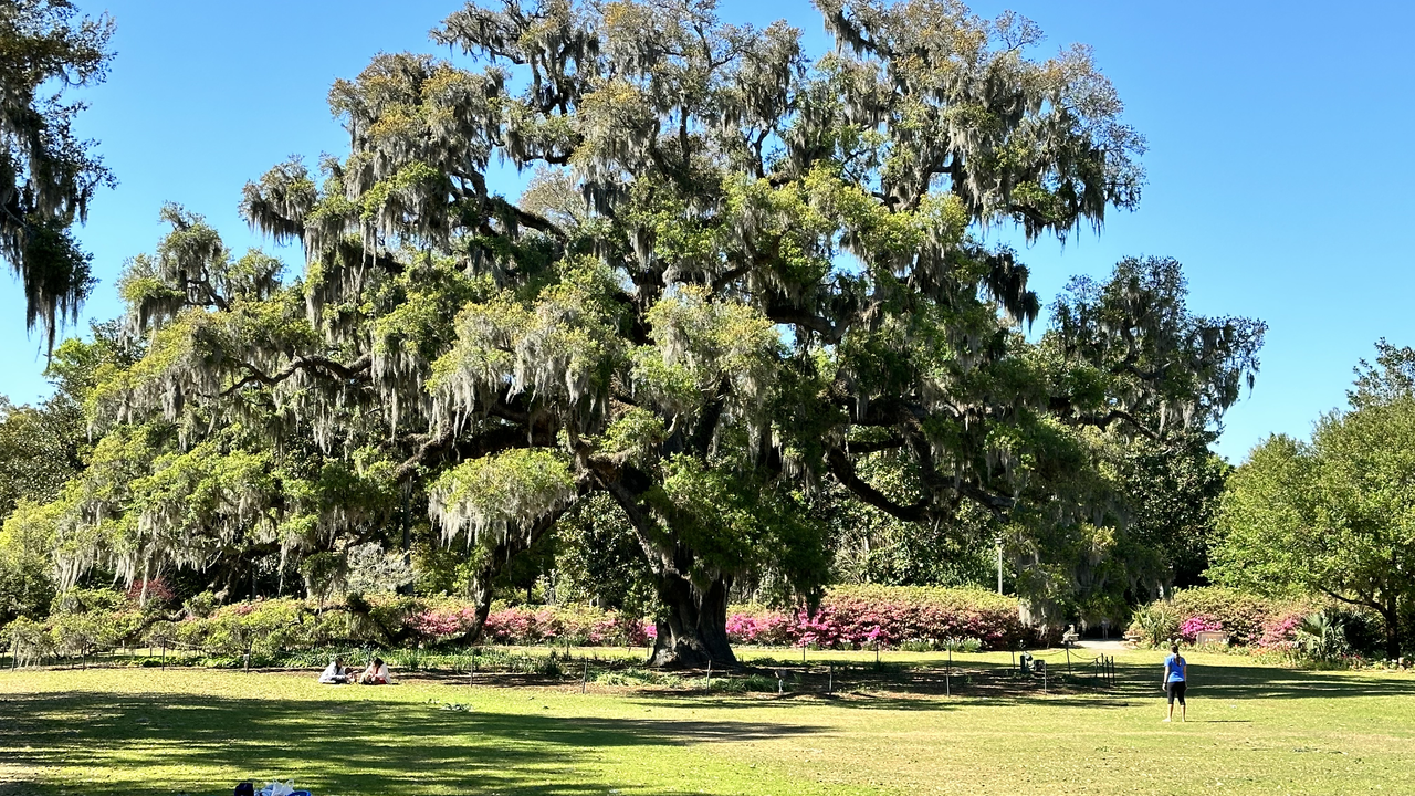 Massive live oak draped in Spanish moss above blooming pink azaleas at Airlie Gardens during the NC Azalea Festival