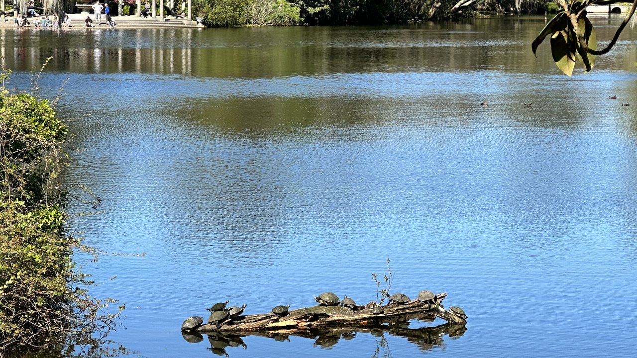 Turtles sunning on a log at Greenfield Lake Park